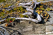 Valle di Rhemes,  Daphne mezereum spunta con le sue bacche rosse tra i tronchi di ginepro e la sassifraga.